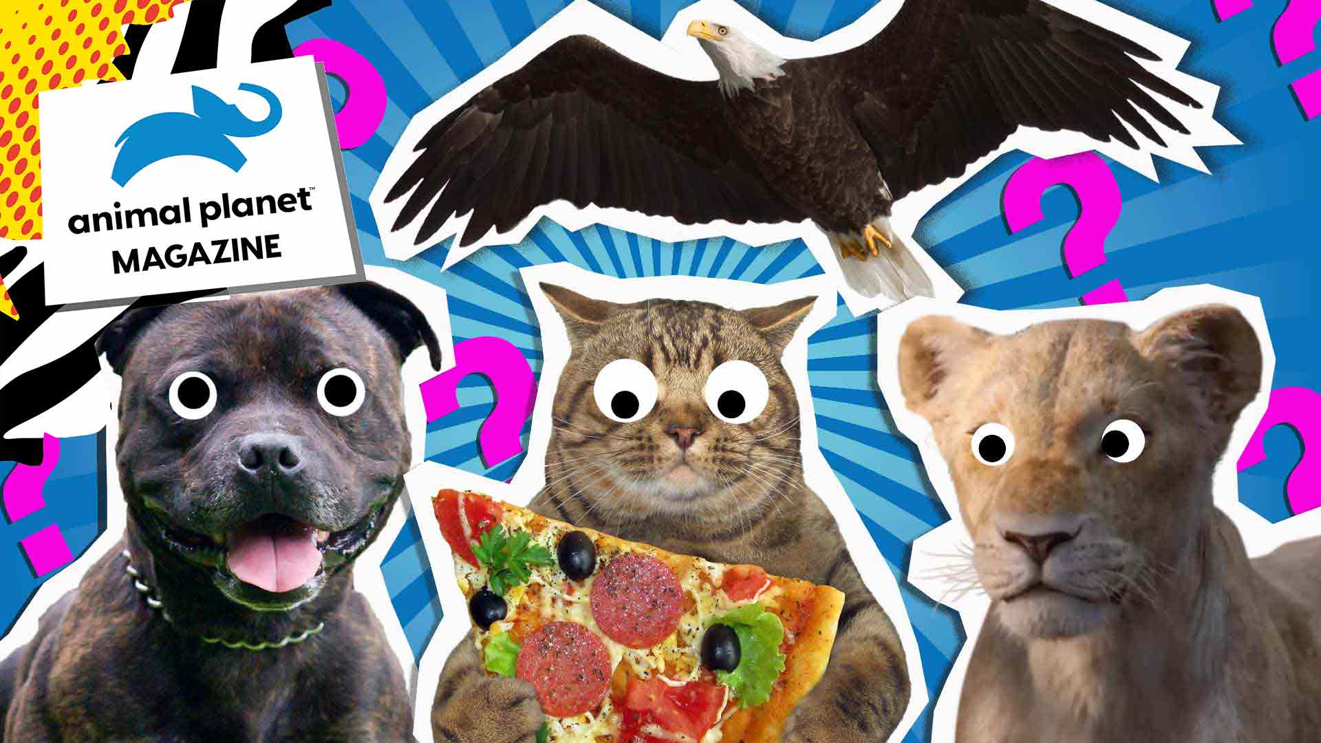 Animals Animal Videos, Quizzes, Games and More