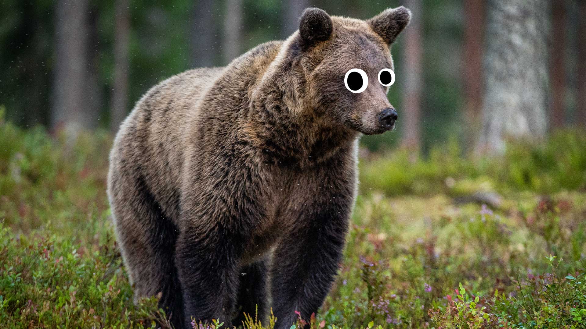 A bear walking around in a forest