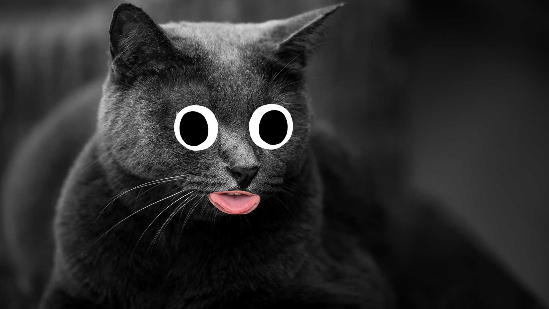 A cat sticking its tongue out