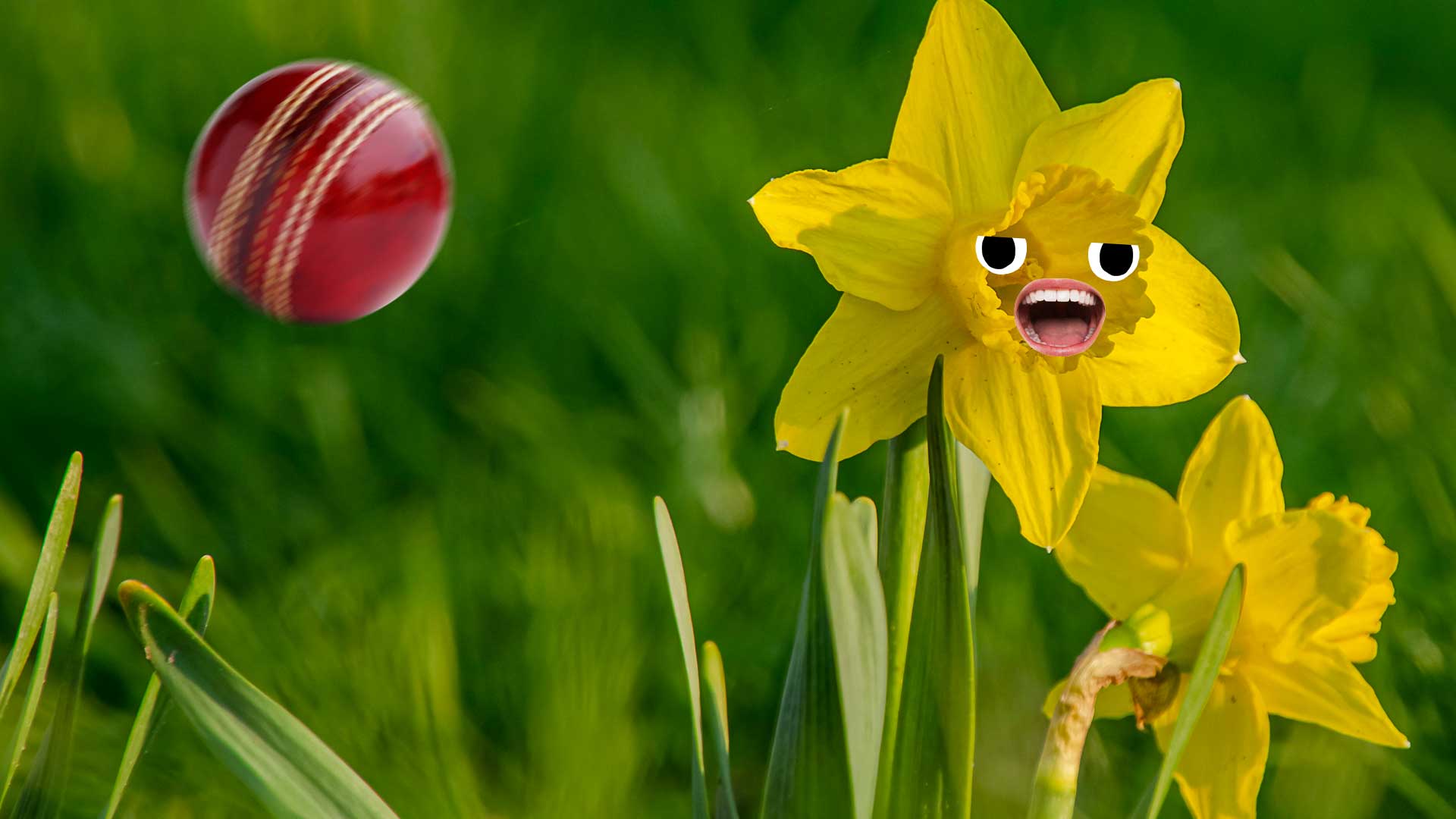 A daffodil and a cricket ball