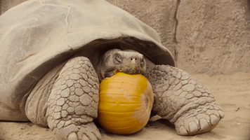 A tortoise eating a pumpkin