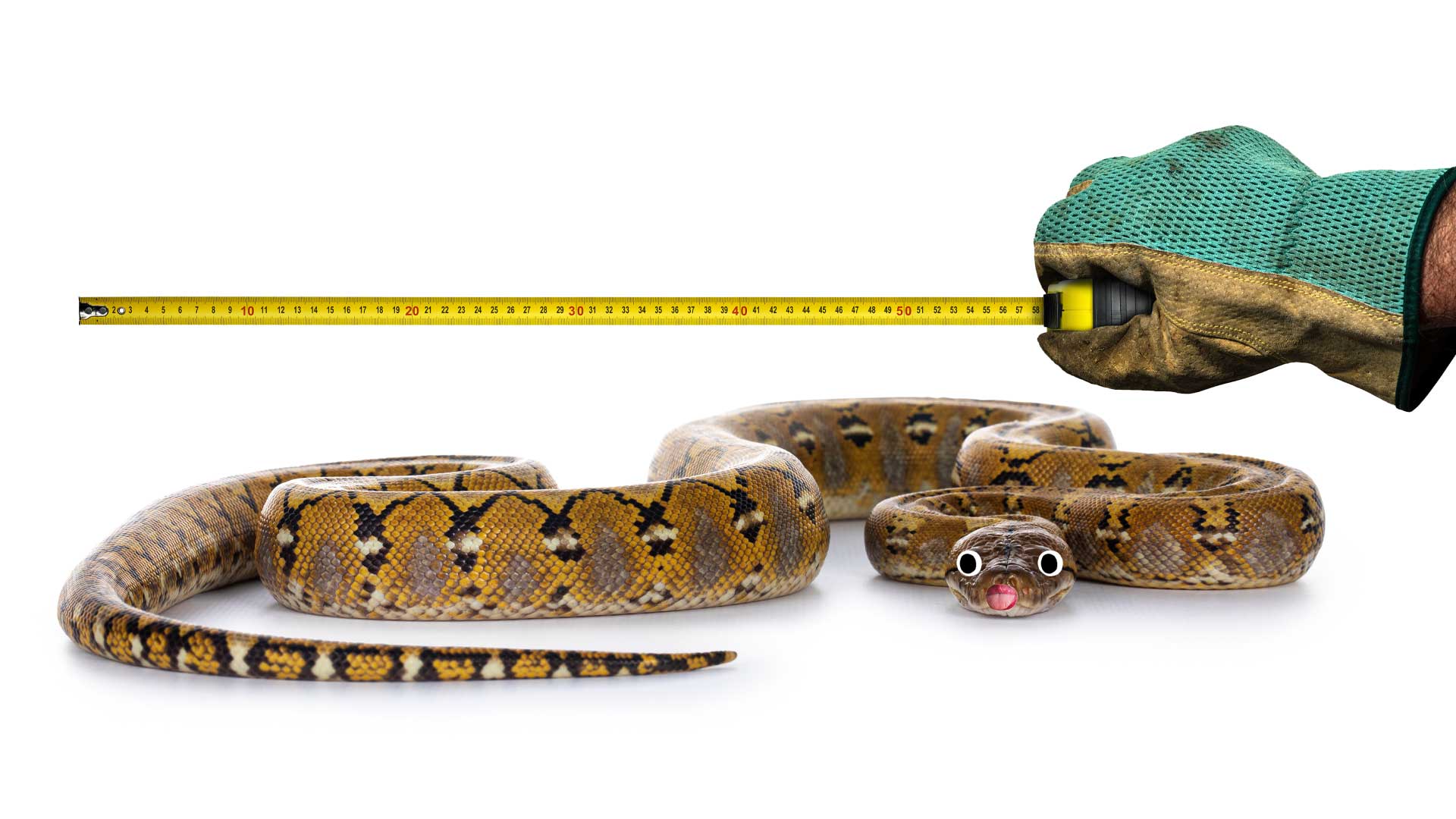 A reticulated python being measured with a tape measure
