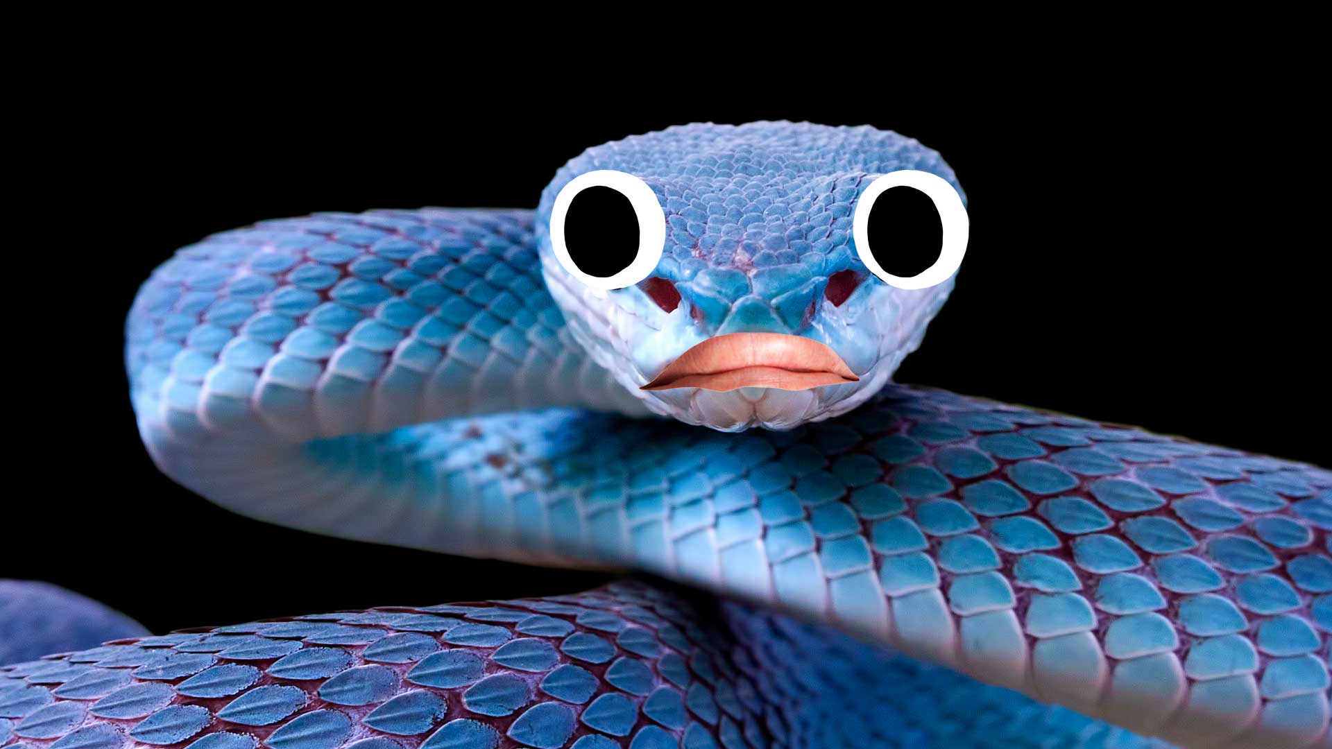 A blue snake