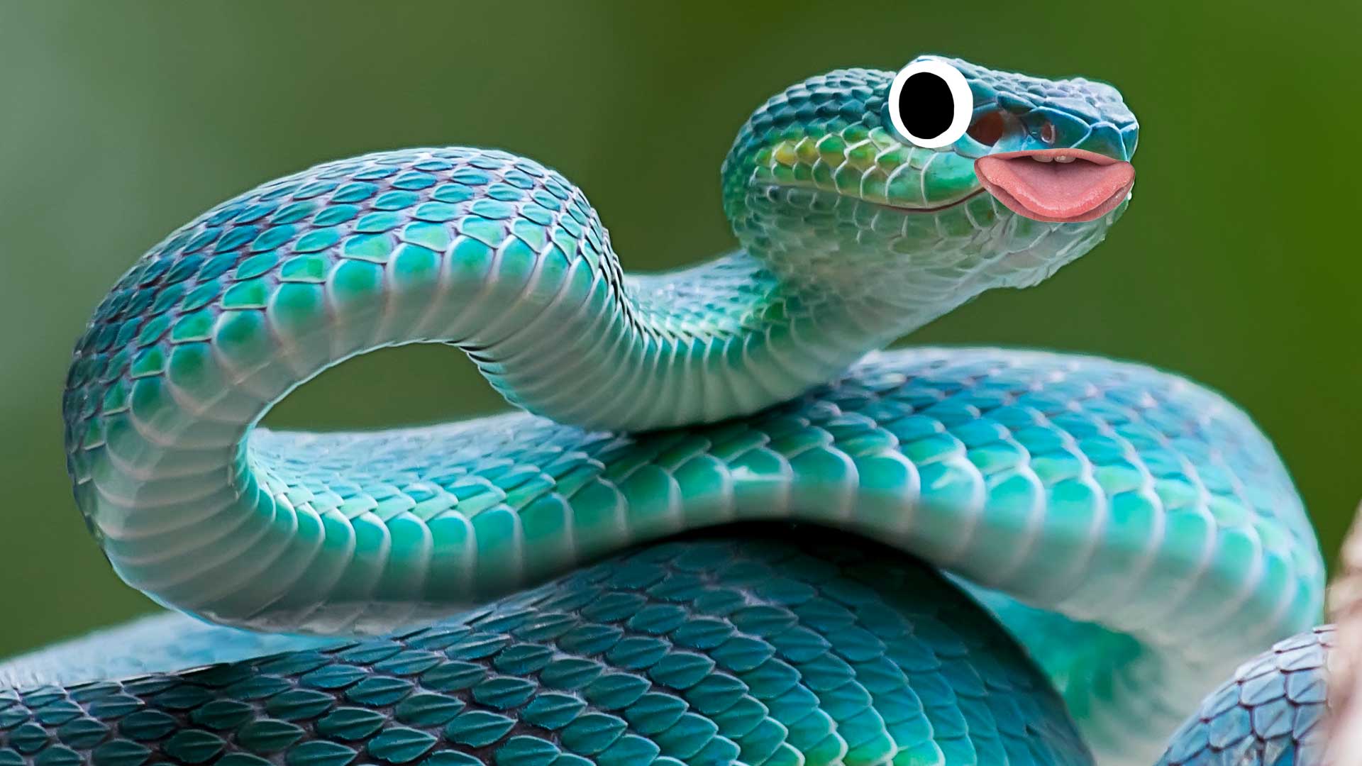 A coiled snake