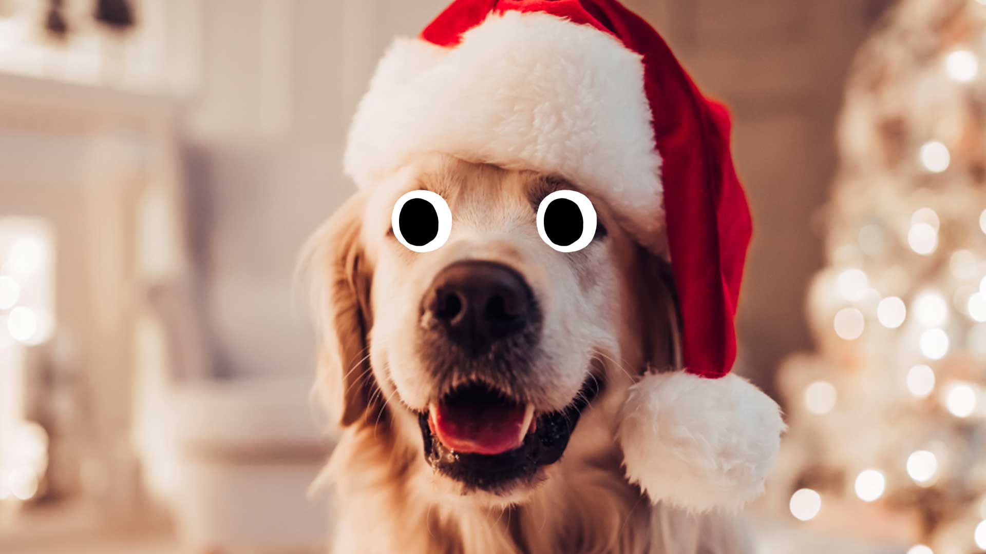 A dog in a Christmas hat