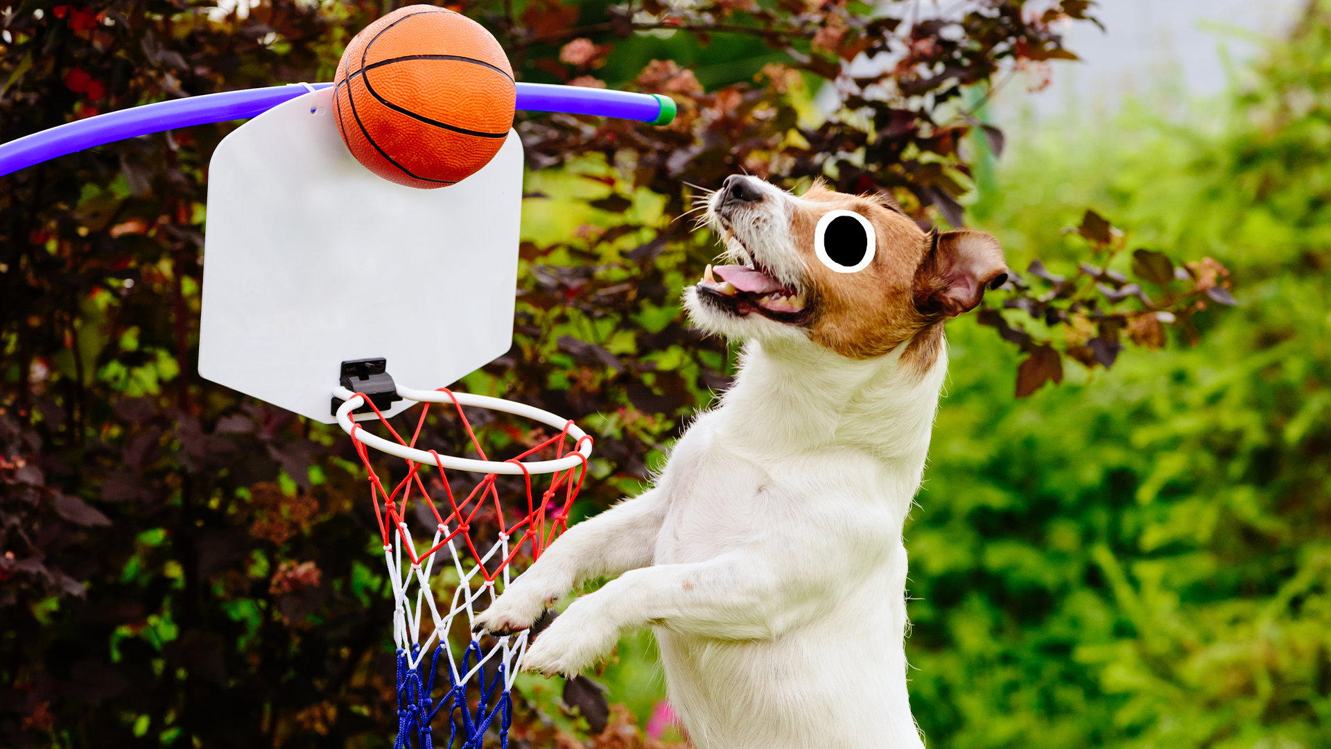 Dog playing basketball in garden