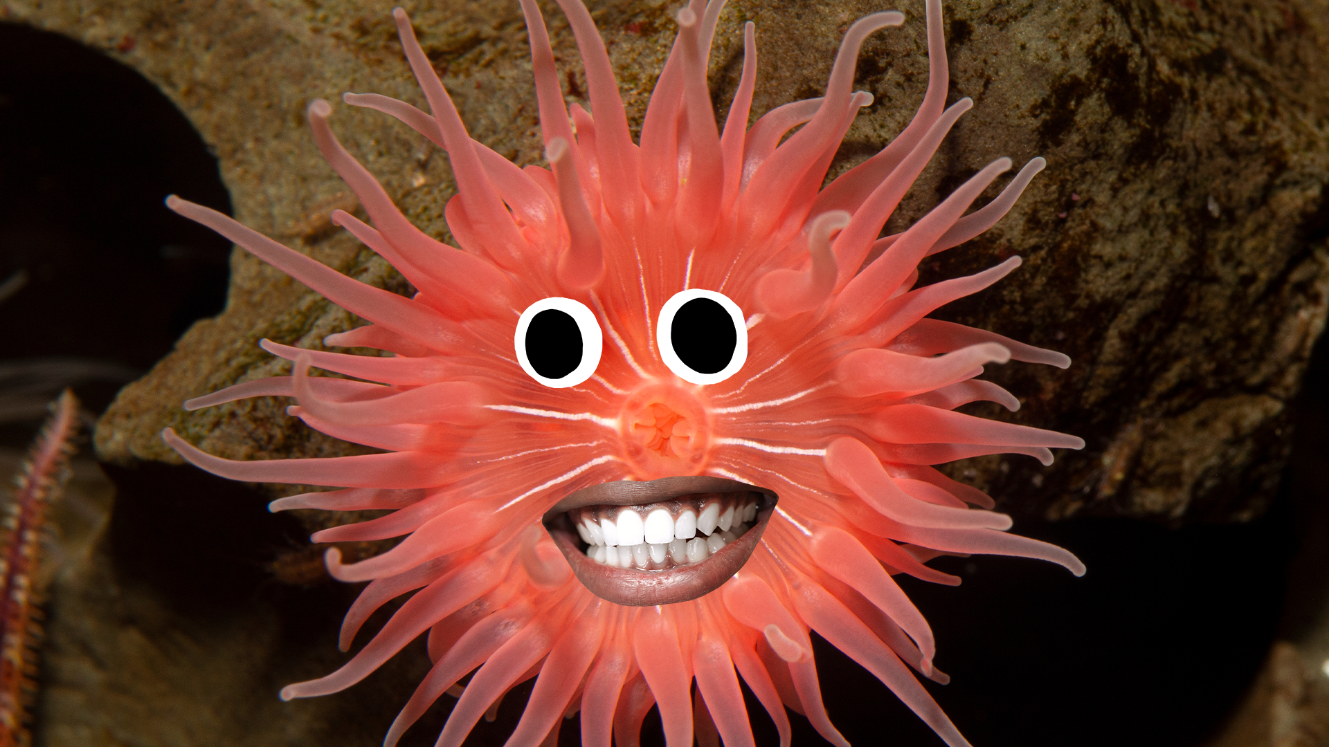 Sea creature with goofy face