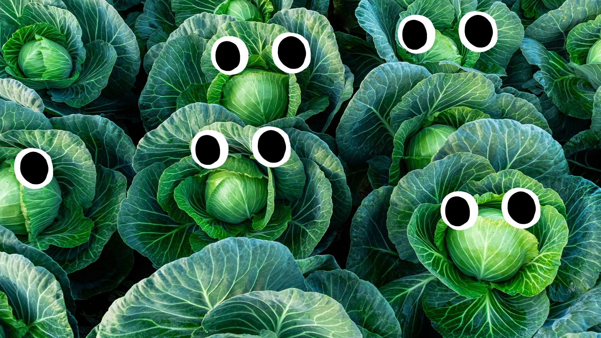 Rows of cabbages with faces