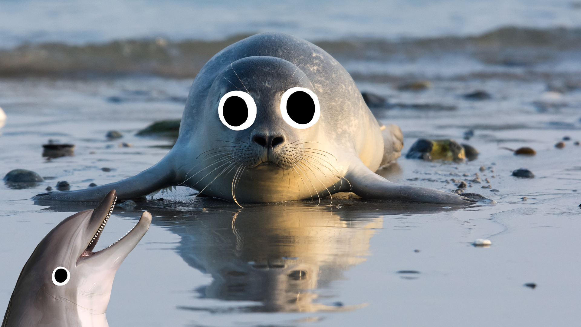 Seal with derpy dolphin 