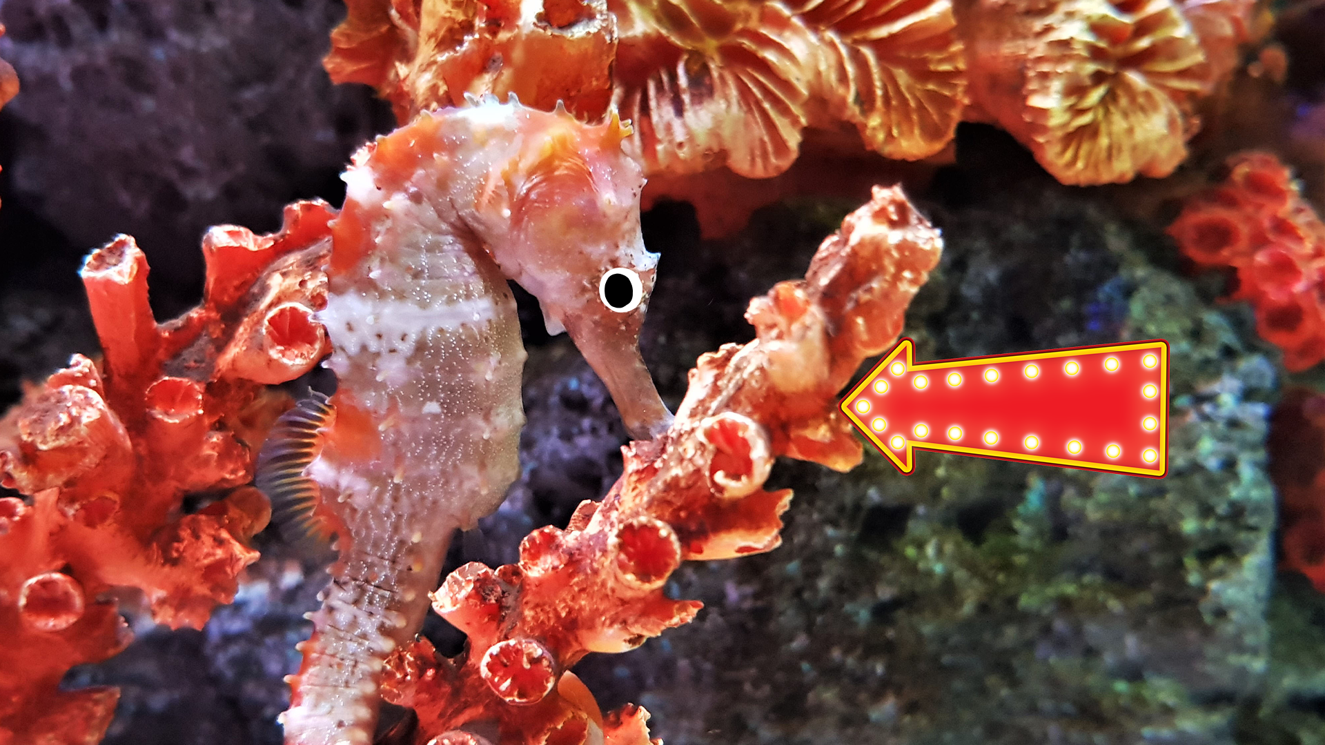 Seahorse in coral with arrow 