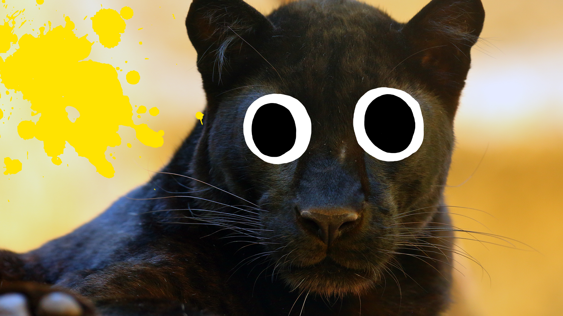 Panther with yellow splat 