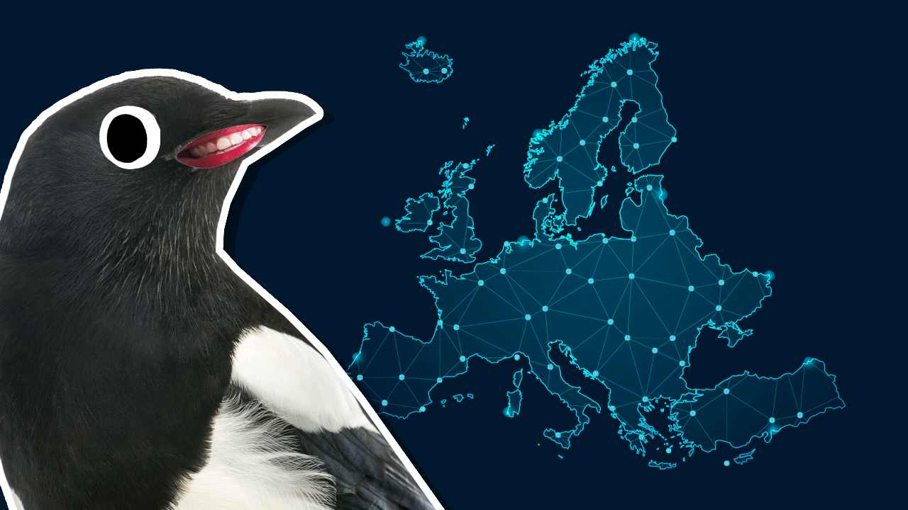 A magpie next to a European map