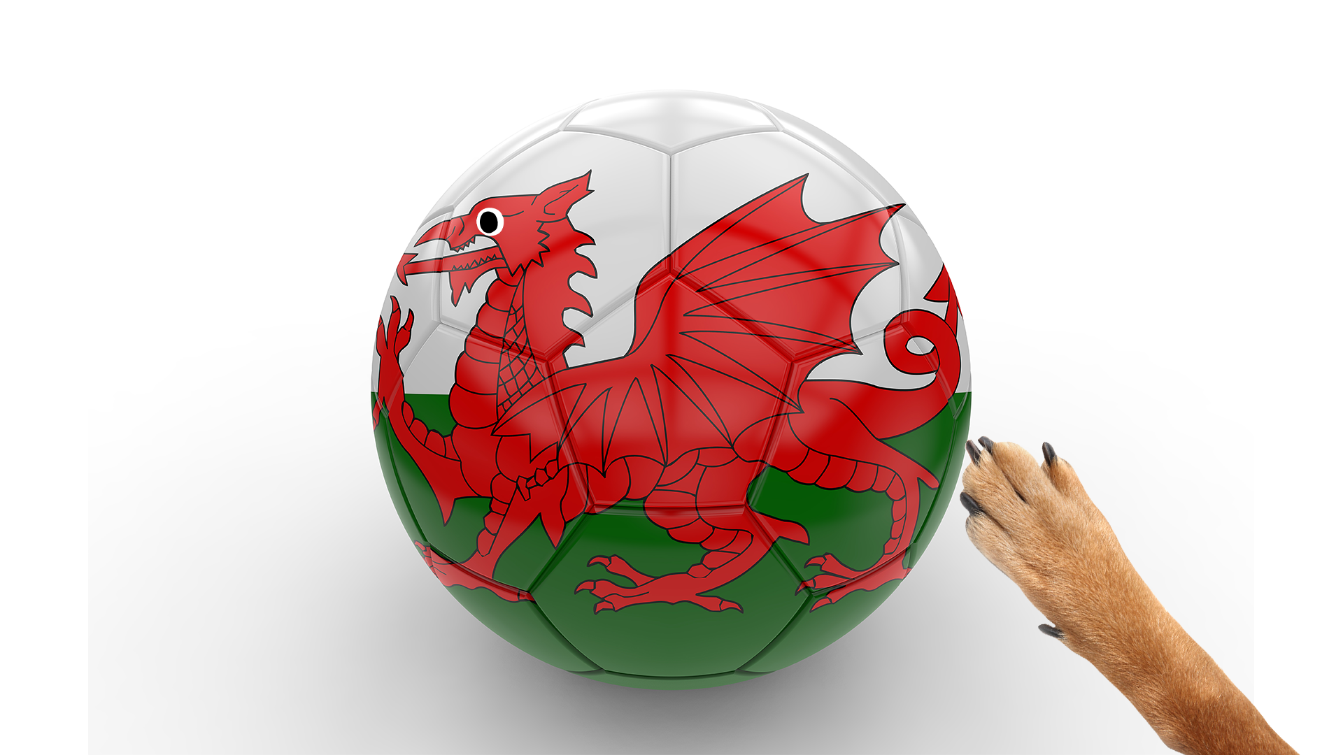 Football with Welsh flag and dog paw on white background