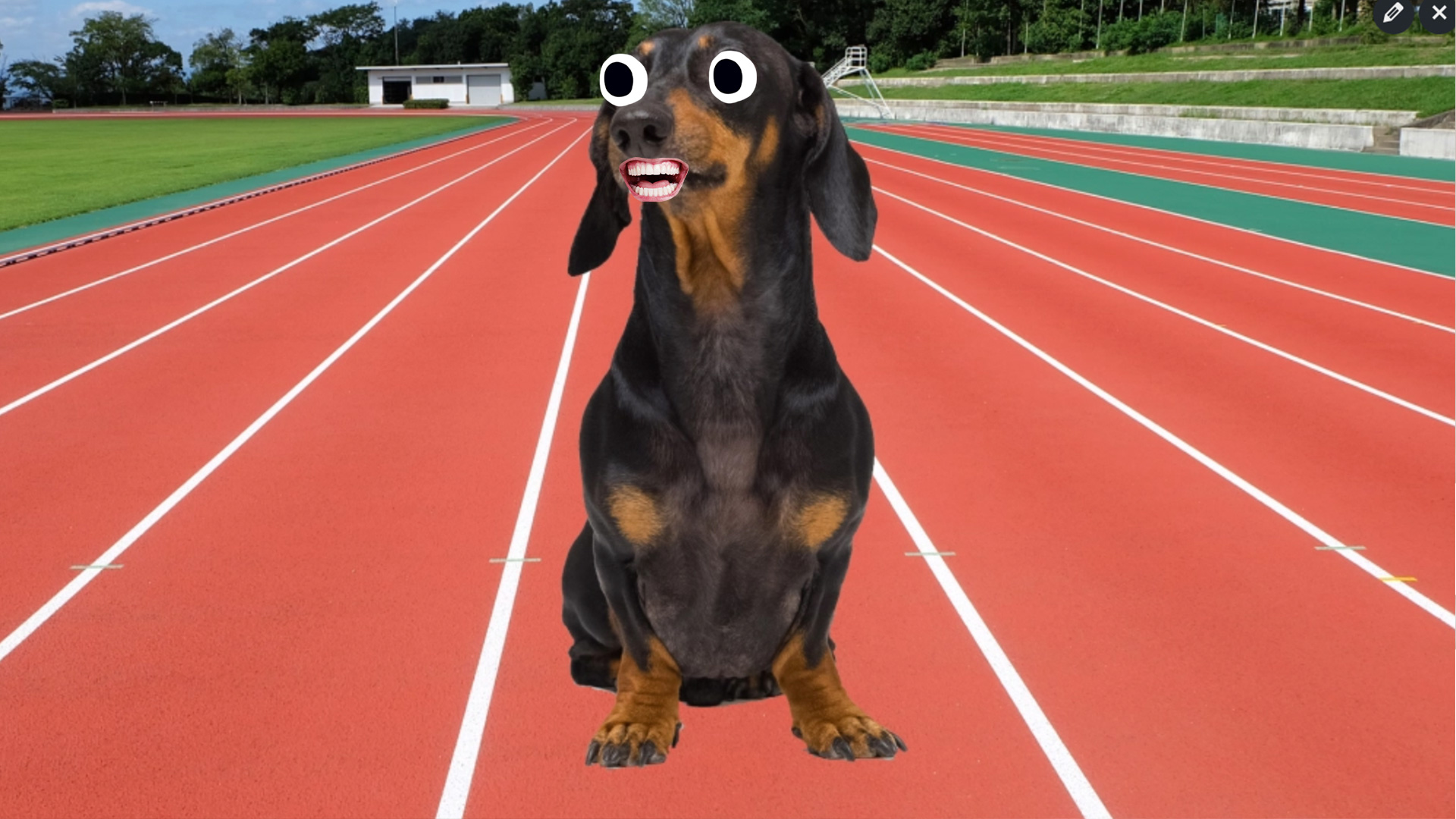 A dog on a running track