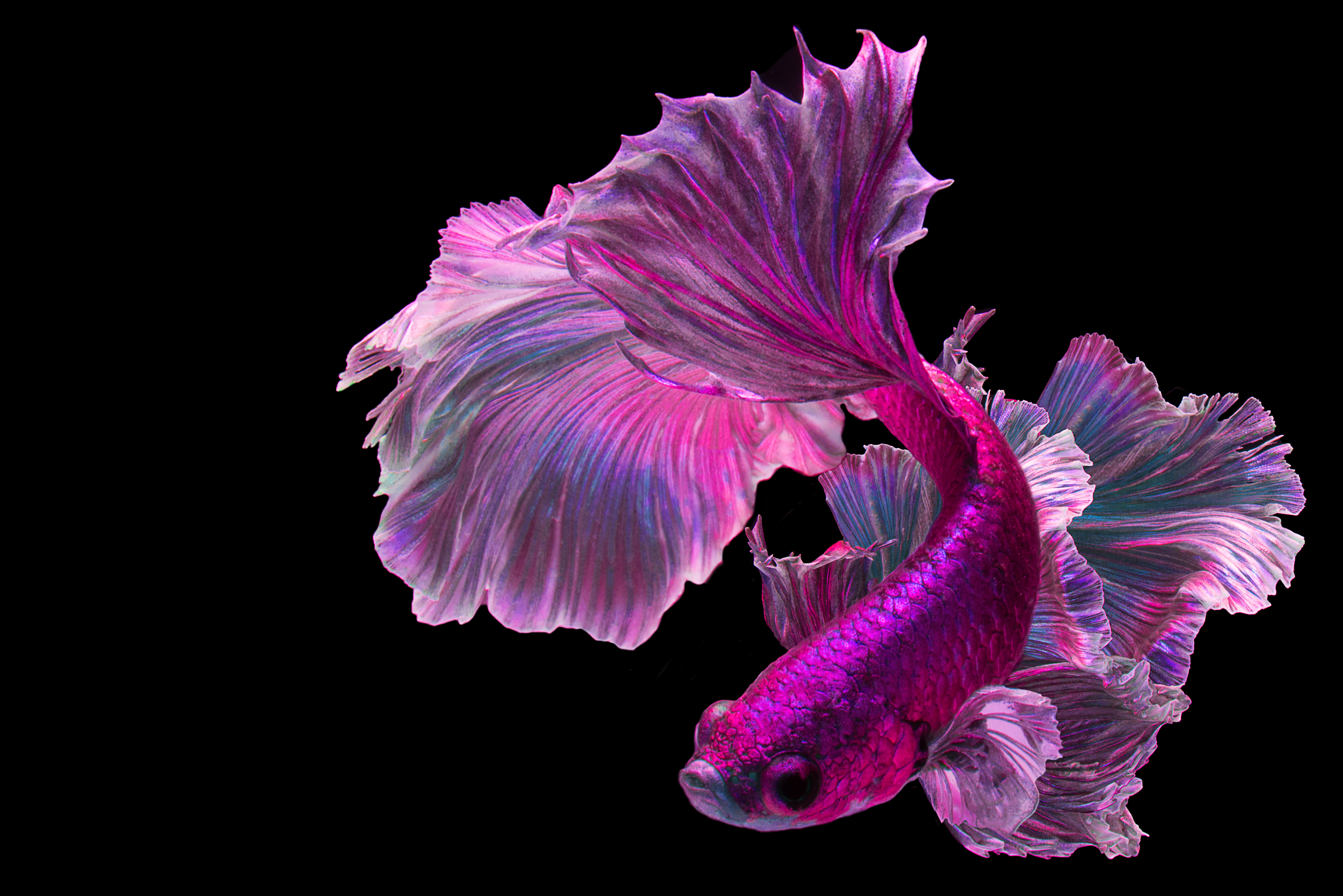A pink fish
