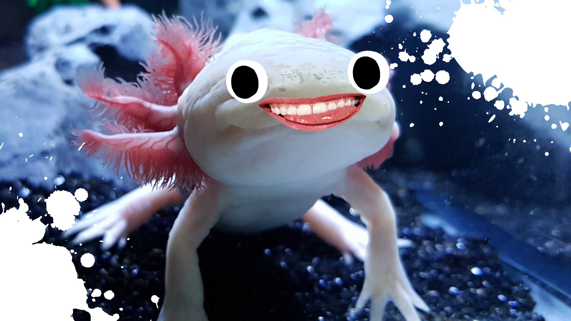 An axolotl smiling in a tank