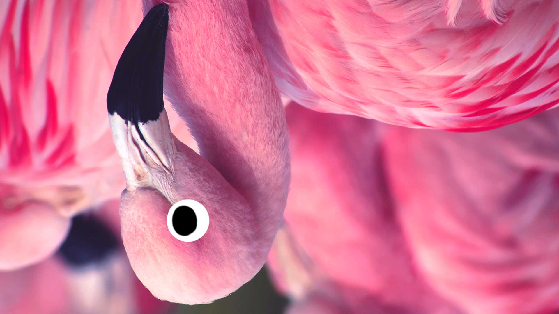 An upside down flamingo