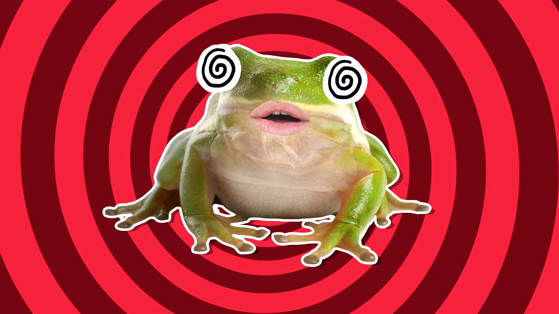A hypnotised frog