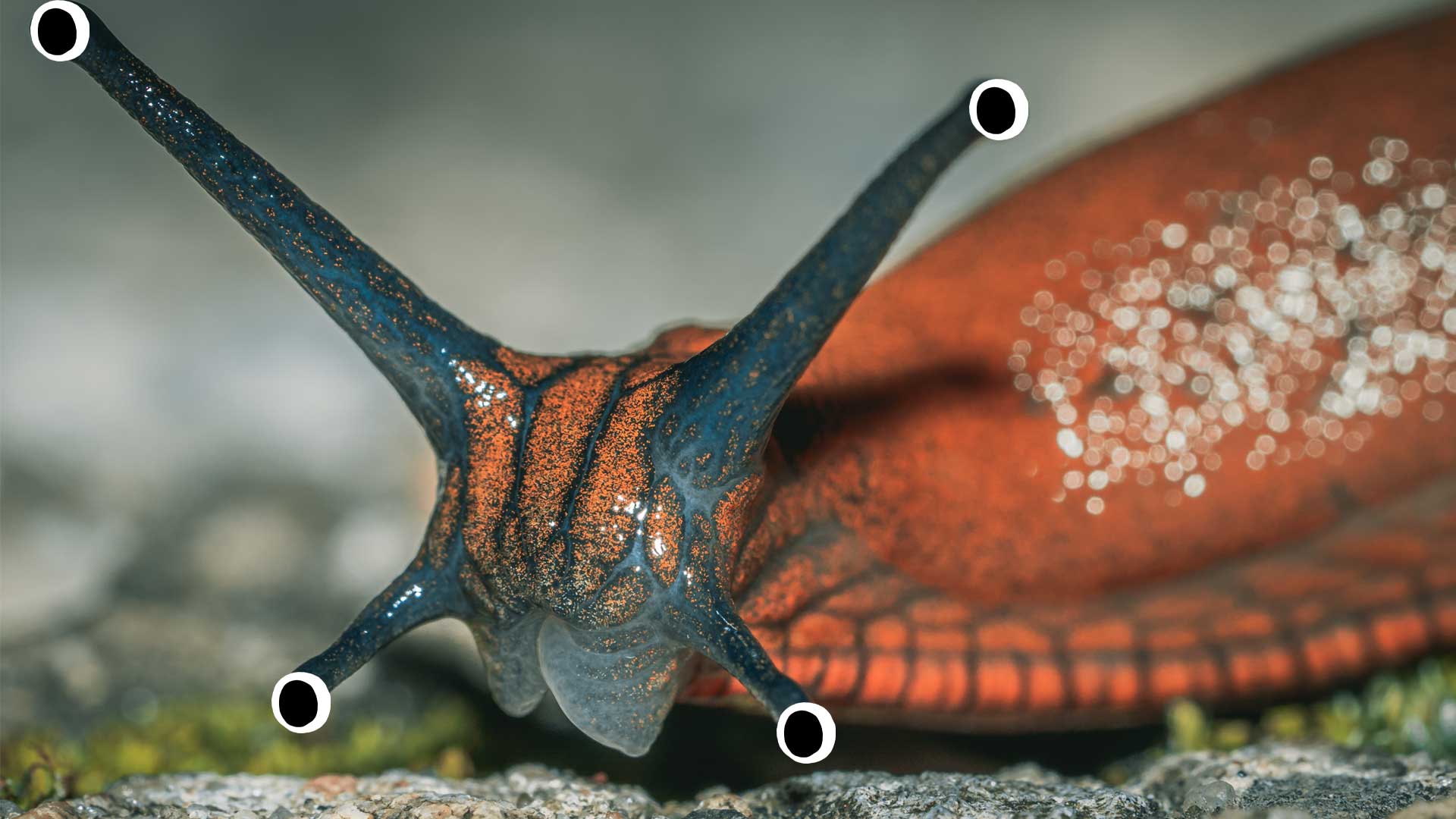 A slug with four noses
