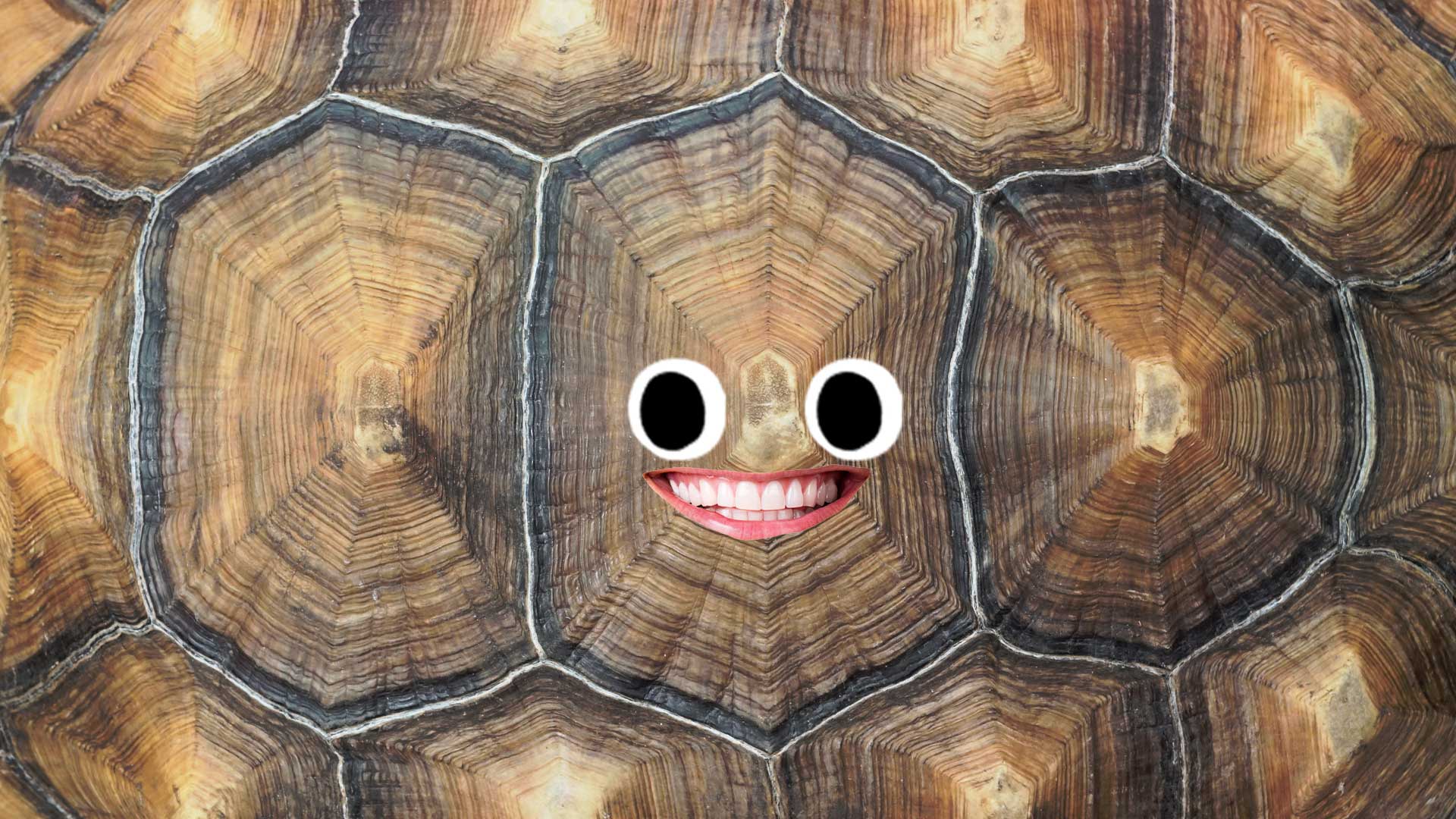 A tortoise shell