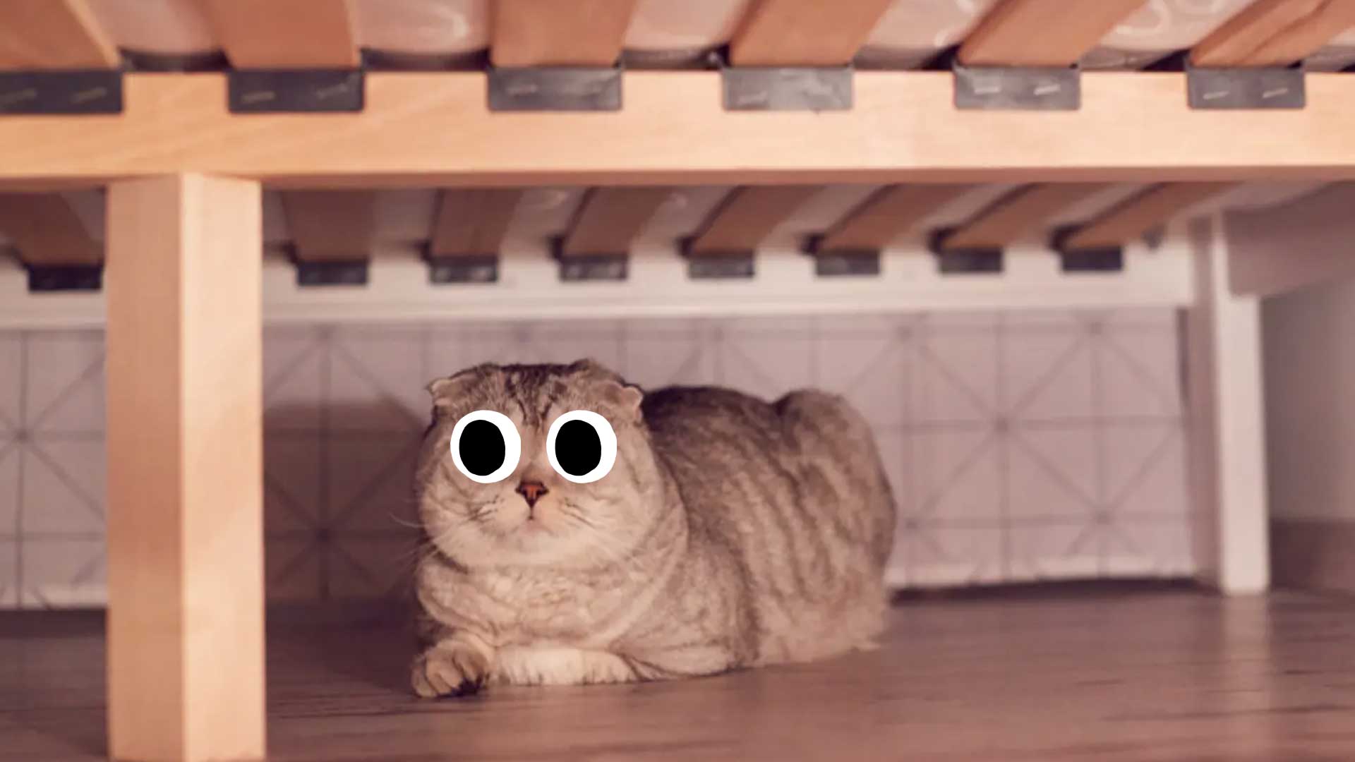 A cat under a bed