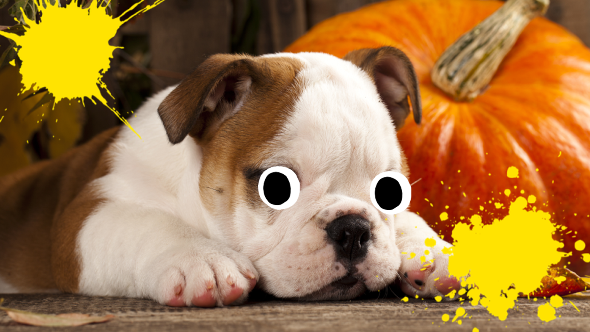 A bulldog looking sad at Halloween