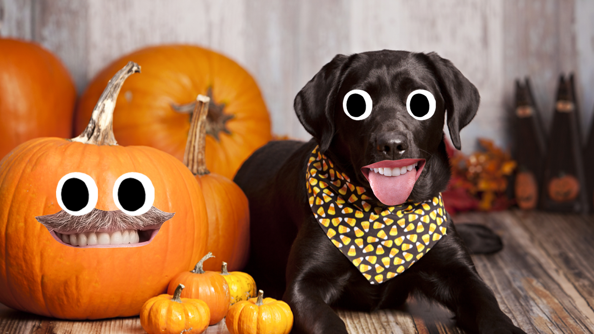 A dog celebrating Halloween with a selection of pumpkins