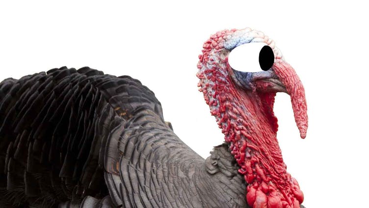 A suspicious turkey