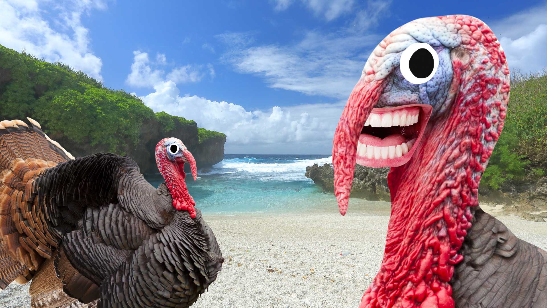 Turkeys on Christmas Island