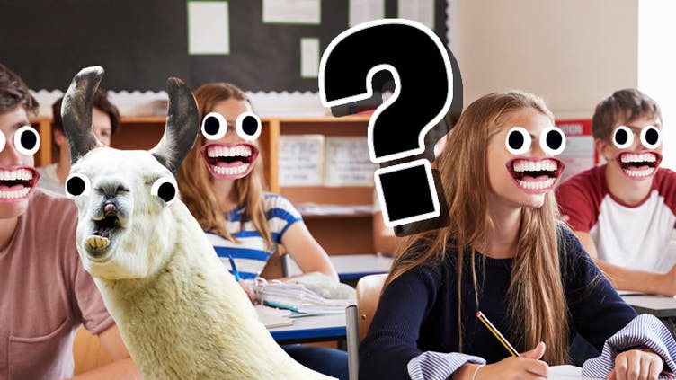 A llama in a classroom