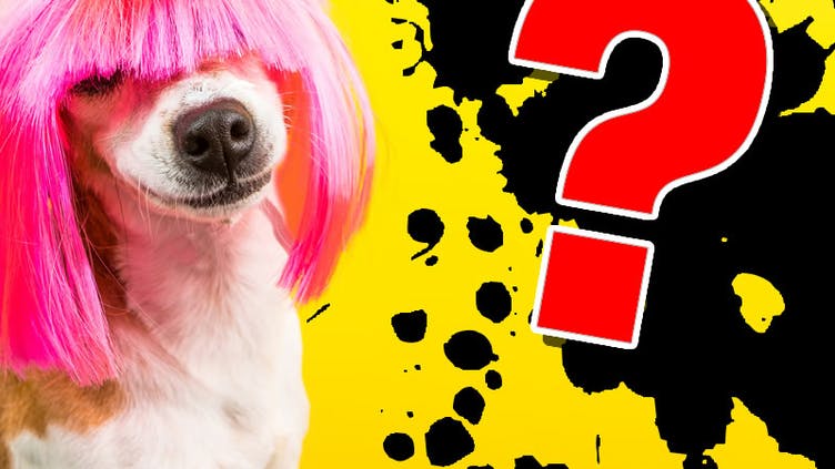 A dog in a pink wig