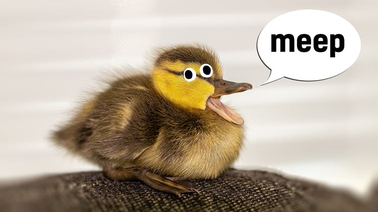 A duckling saying meep