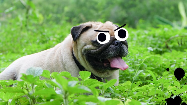 A pug in a grassy garden