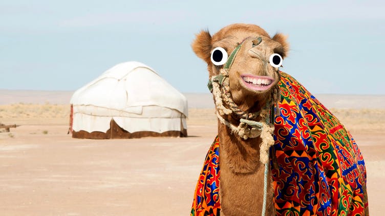 A camel next to a tent