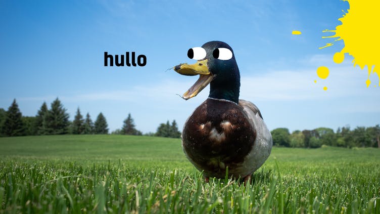 A duck saying hello