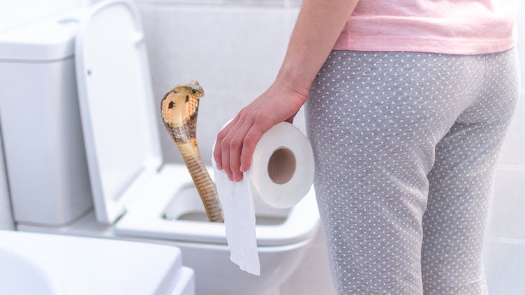 A toilet viper
