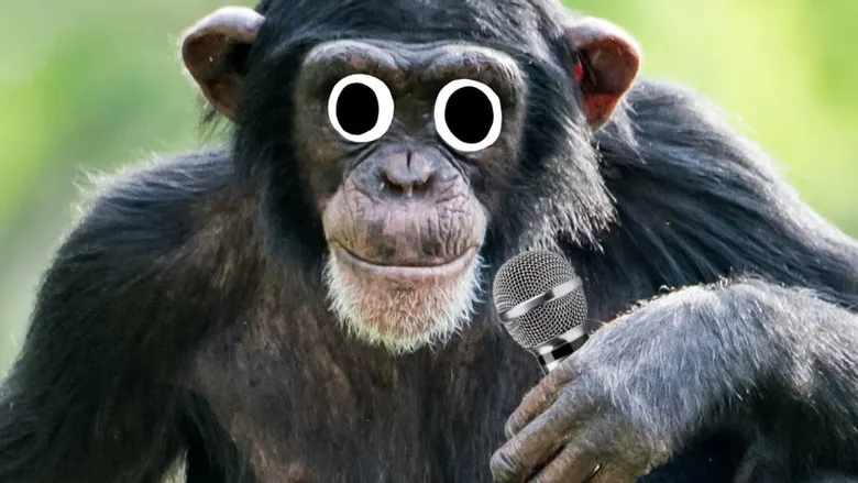 A chimp with a microphone