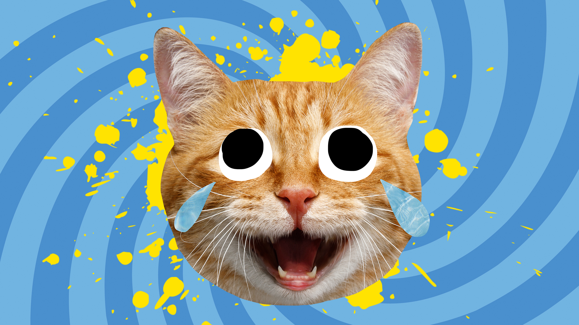 Laughing ginger cat in front of a blue background