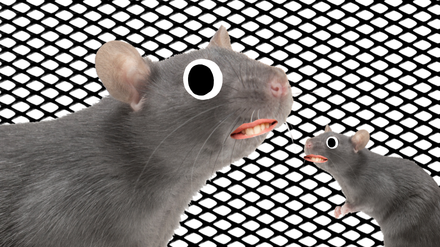 Rats and mesh