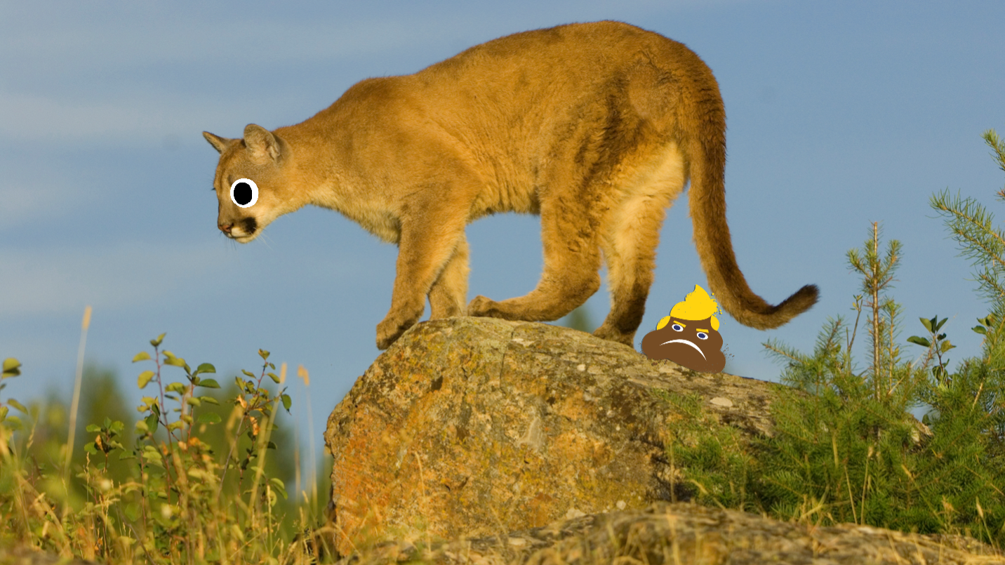 Puma on a rock