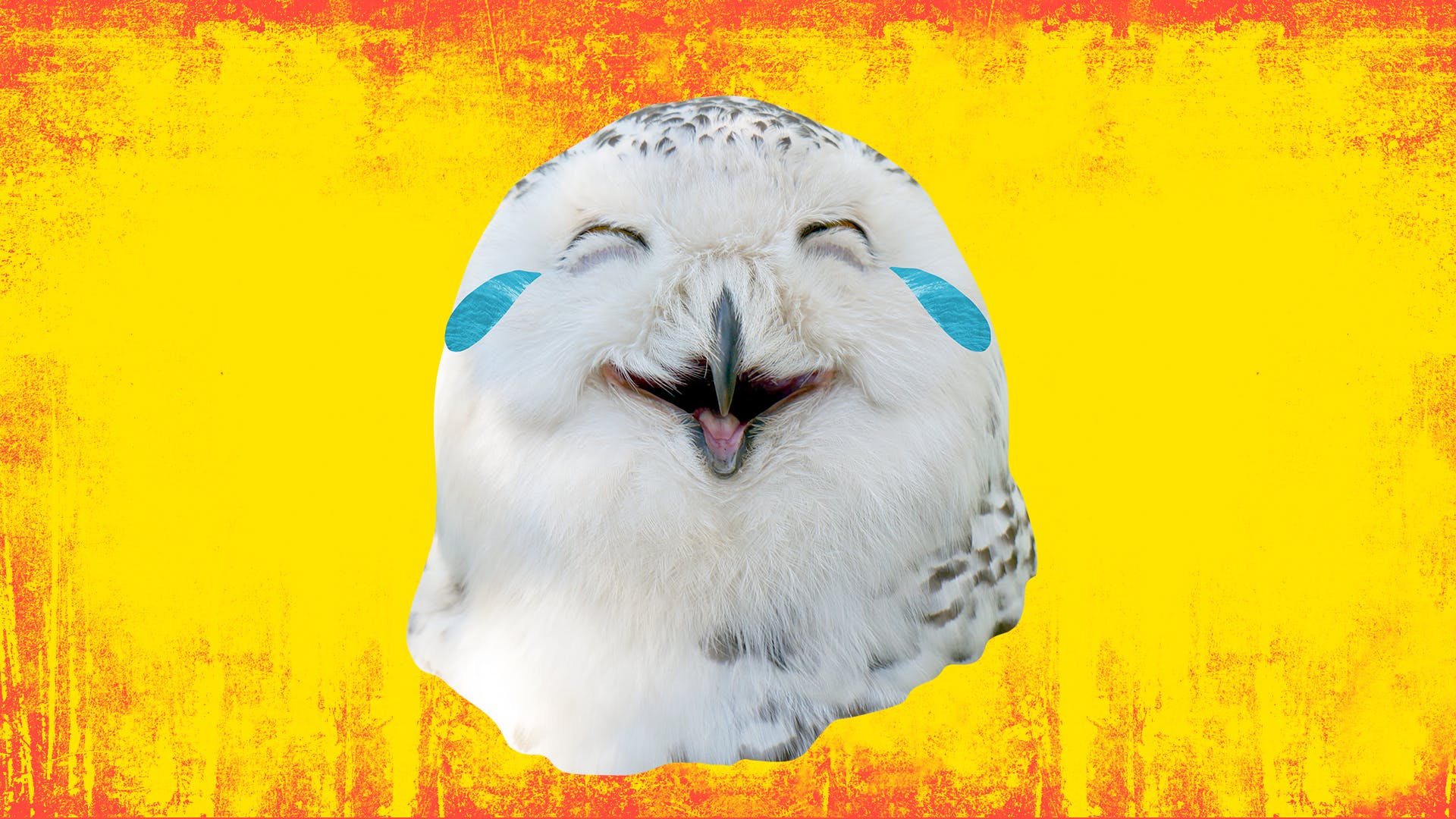 A laughing white owl in front of an orange and red background