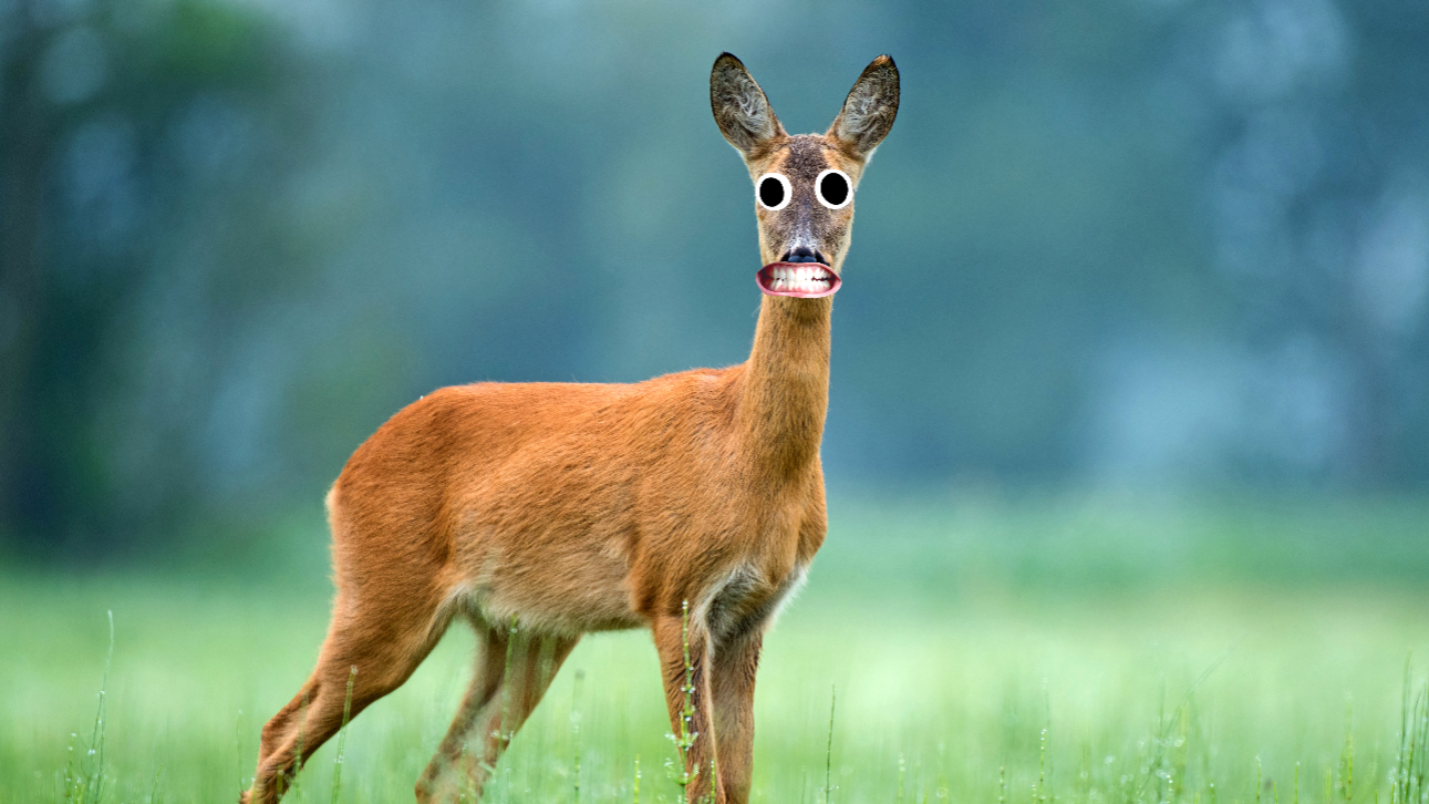 Deer