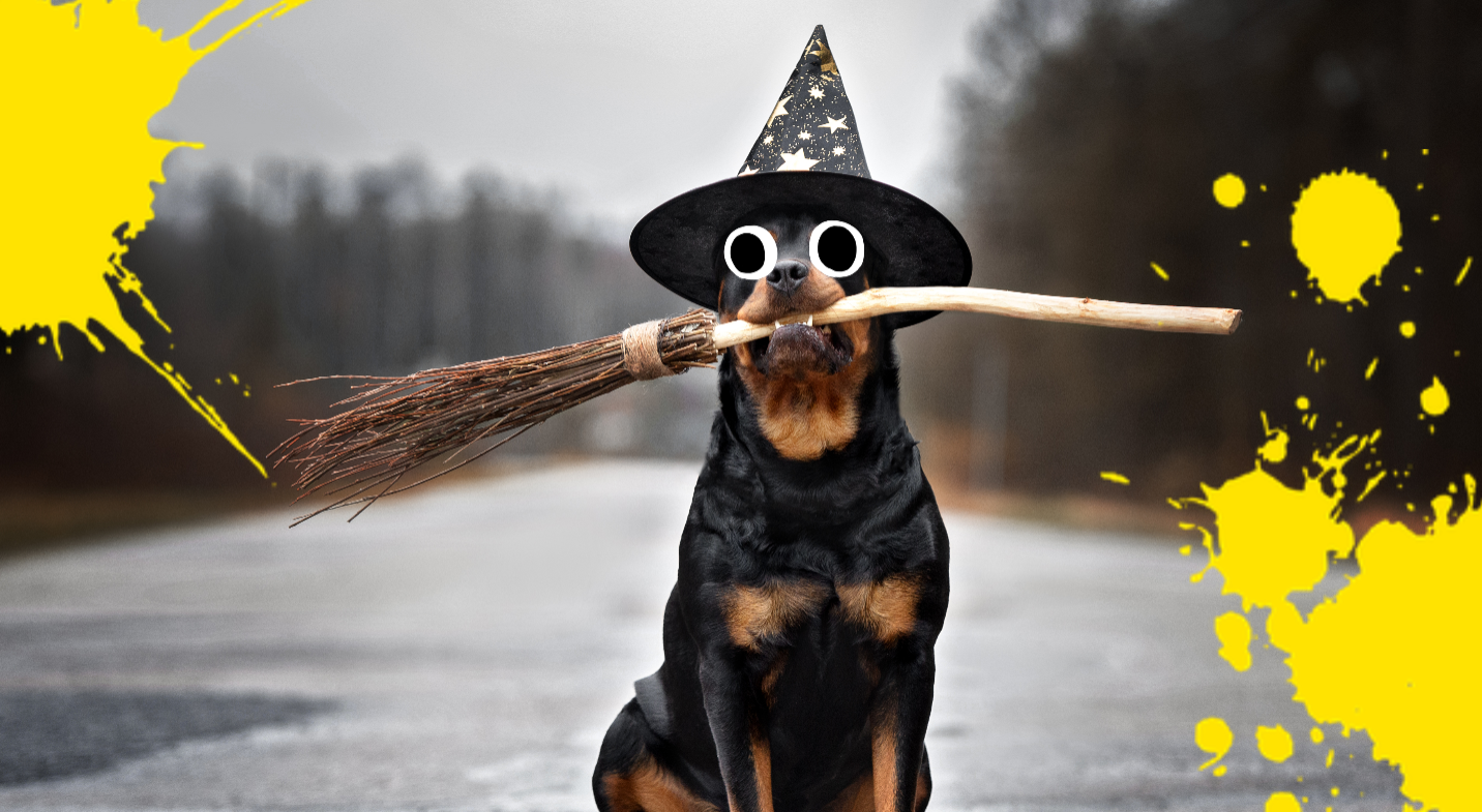 A dog witch