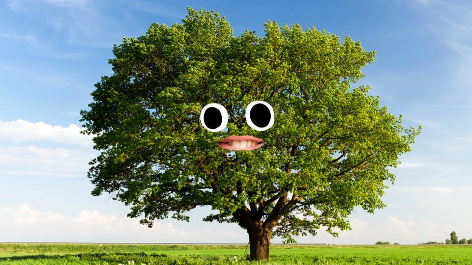 A smiling tree