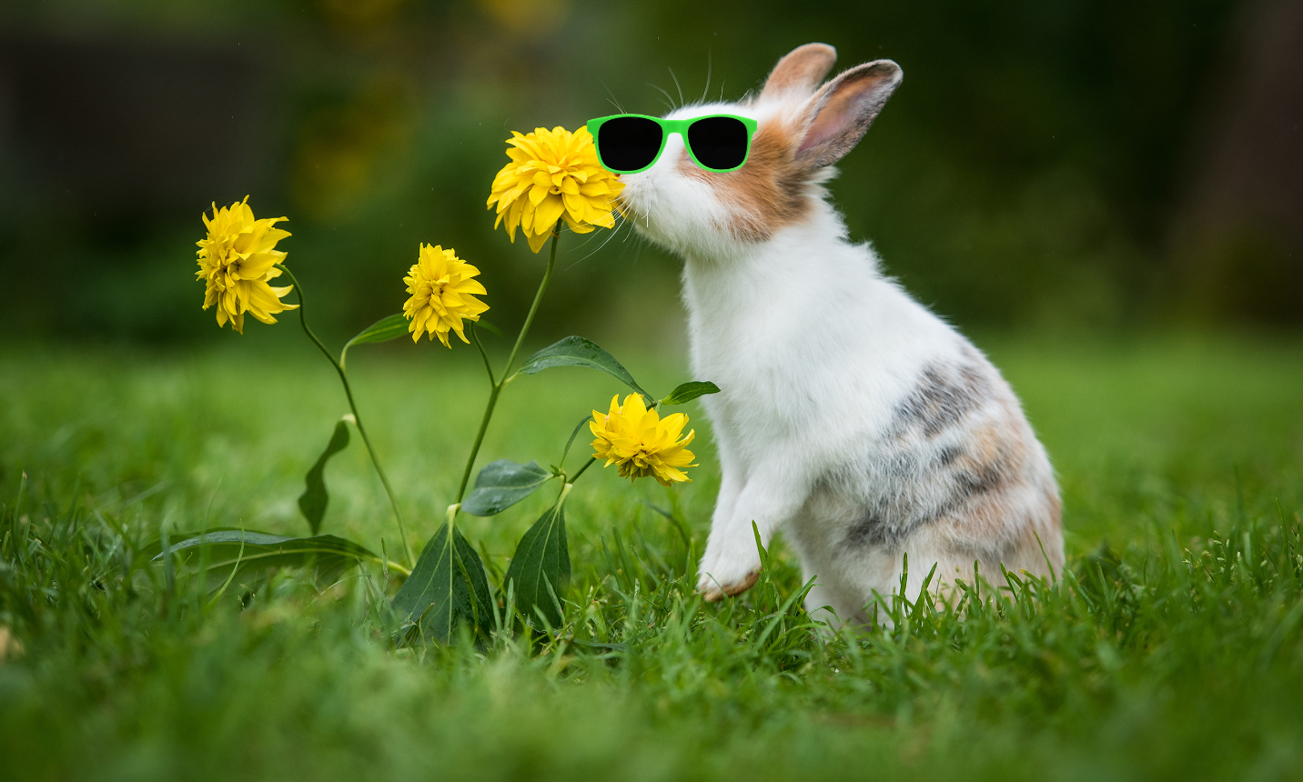Rabbit in sunglasses