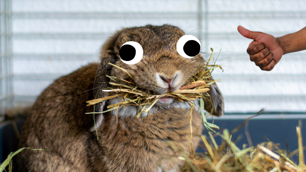 A rabbit eating some hay