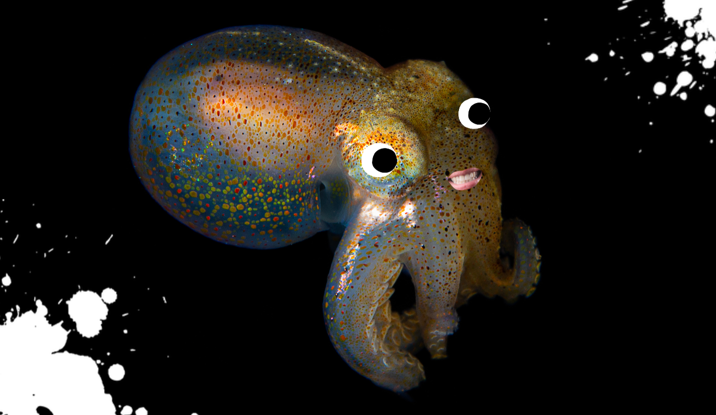 A baby octopus