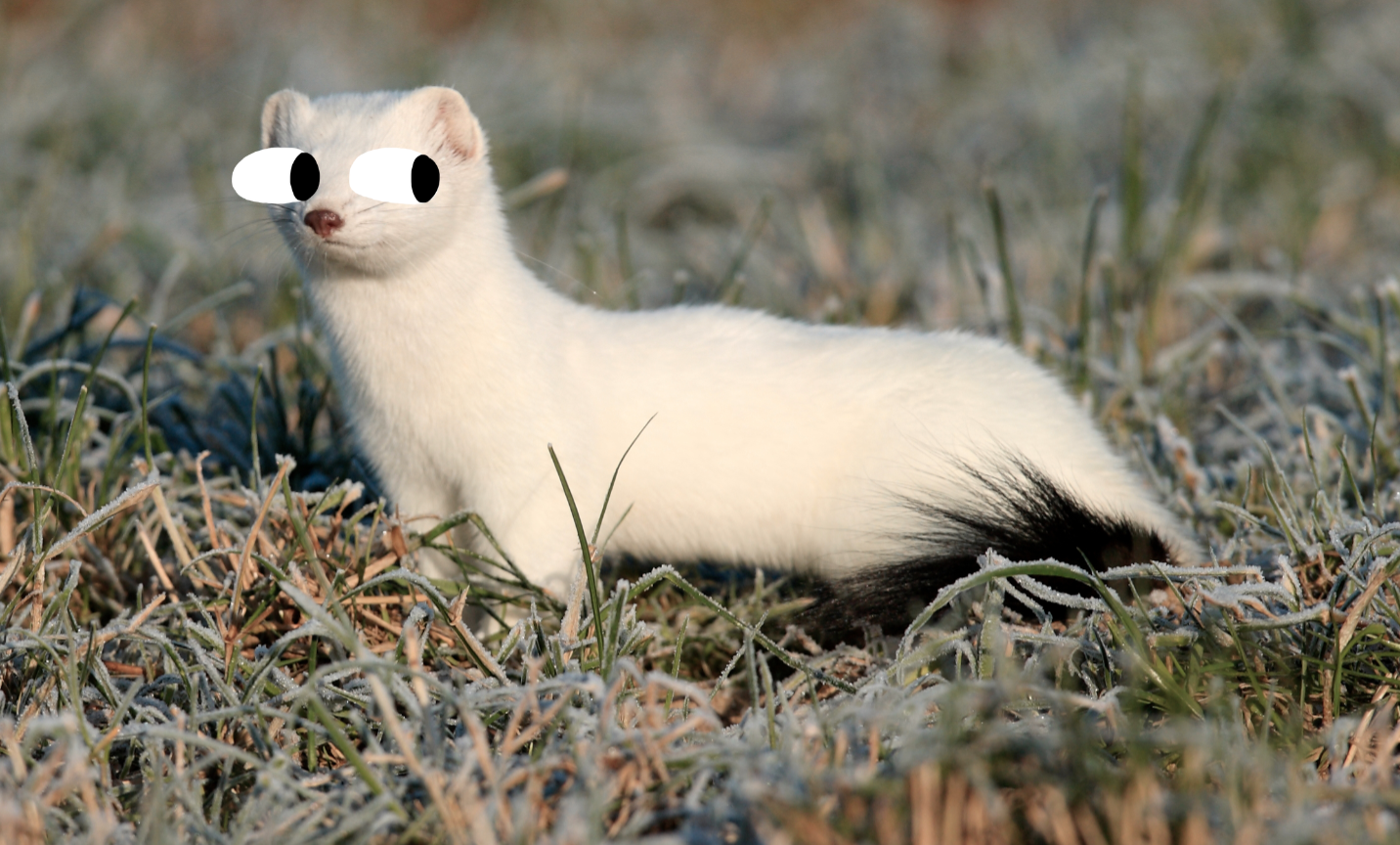 Image shows a long and thin, white rodent