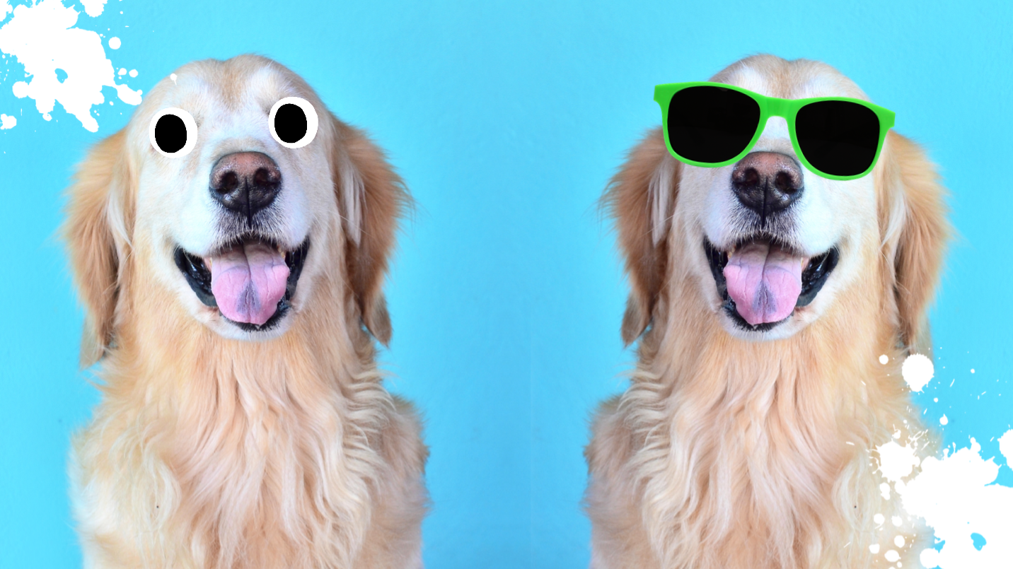 Two golden retrievers, one in sunglasses