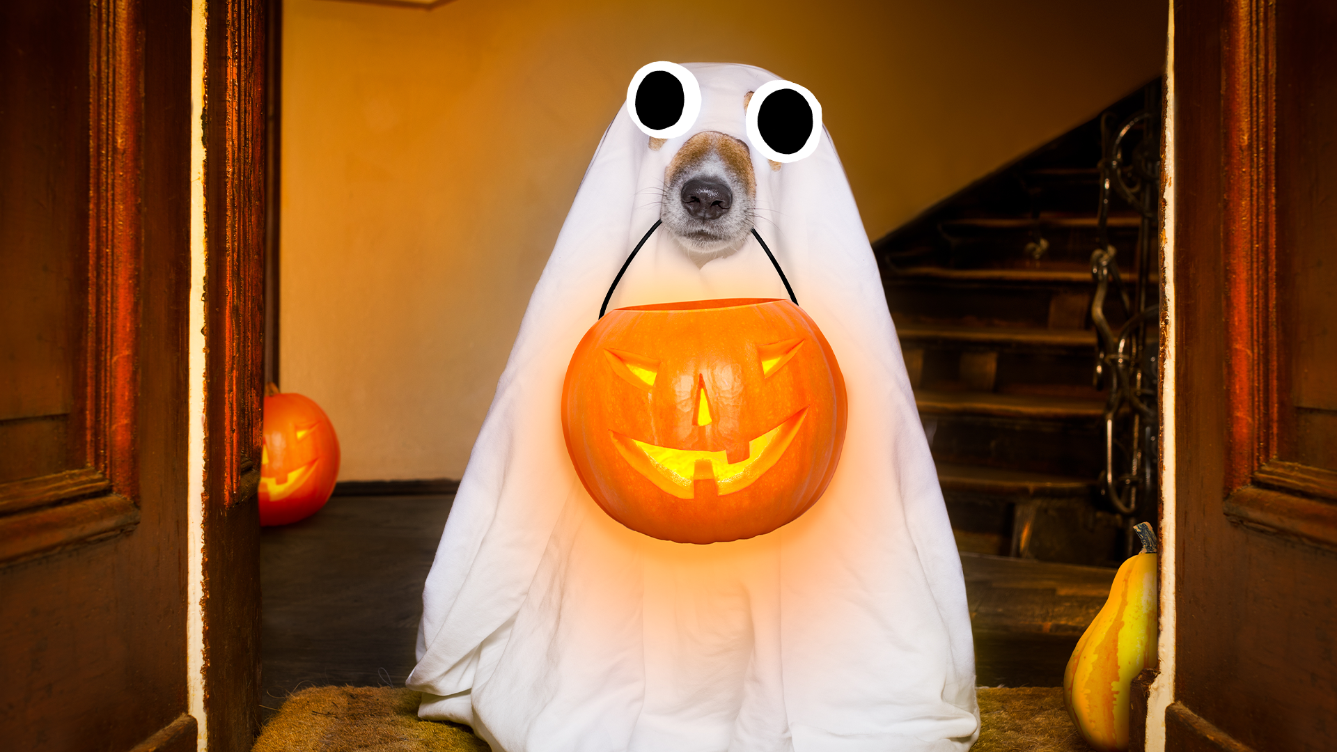 Dog dressed as ghost 